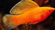 Gold Sailfin Molly Fish